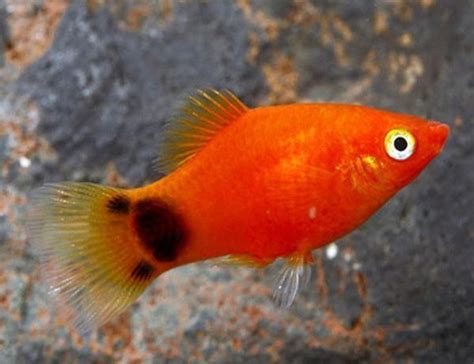 Red Mickey Mouse Platy Aquarium Fish | Arizona Aquatic Gardens