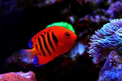 15 Awesome Types of Saltwater Angelfish | Build Your Aquarium