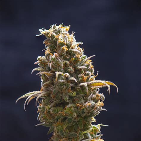 Sour Diesel - N.O.T.E. Seeds