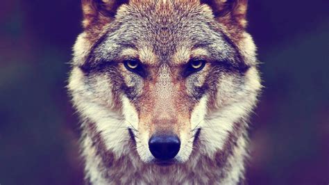 Wolf Face Wallpapers - Top Free Wolf Face Backgrounds - WallpaperAccess