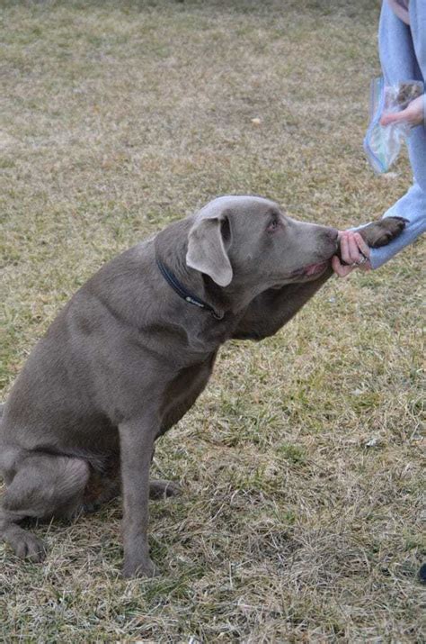 Silver Lab Breed Information - 13 Things About Silver Labs to Know ...