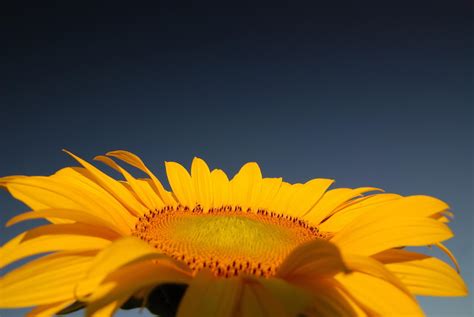 Sunflower field view 12767833 Stock Photo at Vecteezy