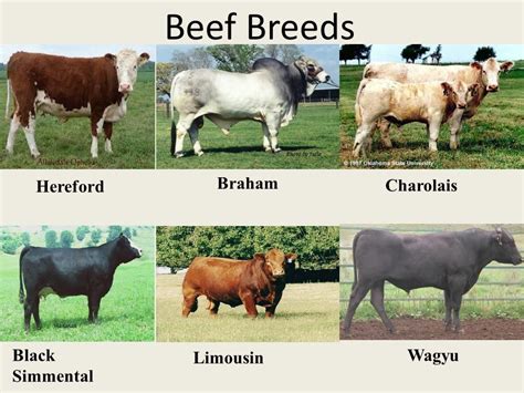 Beef Cow Breeds