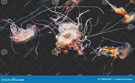 Closeup Toned Iamge of Exotic Toxic Jellyfishes Swimming in Aquarium at Zoo Stock Image - Image ...