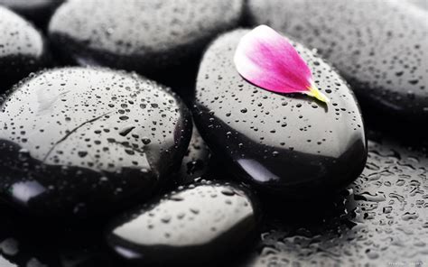 Zen Pebbles and Petal HD Wallpaper