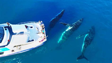 Tasman Venture Whale Watching Hervey Bay | Visit Fraser Coast