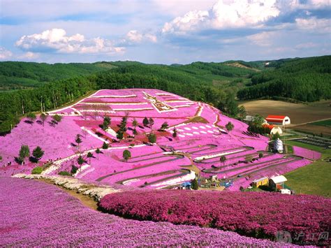 Spring flowers on a hillside, Hokkaido, Japan photo on Sunsurfer