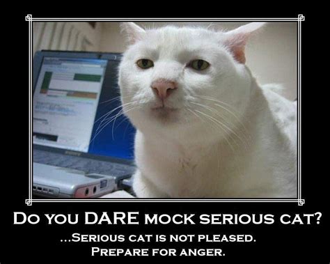 [Image - 5746] | Serious Cat | Know Your Meme