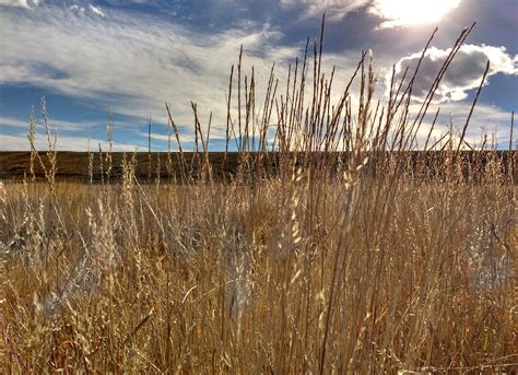 Dry Fall Prairie Grass Close Up – Photos Public Domain