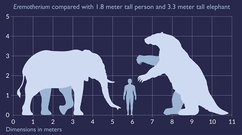 Eremotherium was the second largest ground sloth (outsized by Megatherium). Here it is compared ...