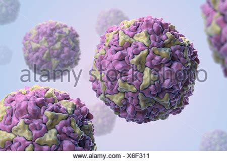 Structure Human Rhinovirus (PDB 4RHV). Rhinoviruses are most common Stock Photo - Alamy