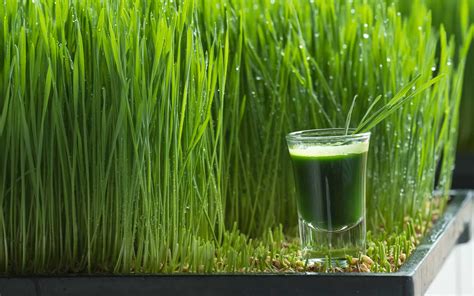 Wheatgrass Benefits & Nutrition Value