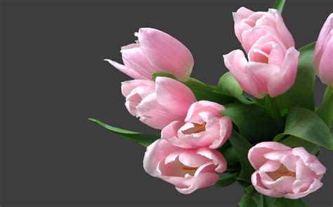 Tulip bouquet of black background wallpaper | flowers | Wallpaper Better