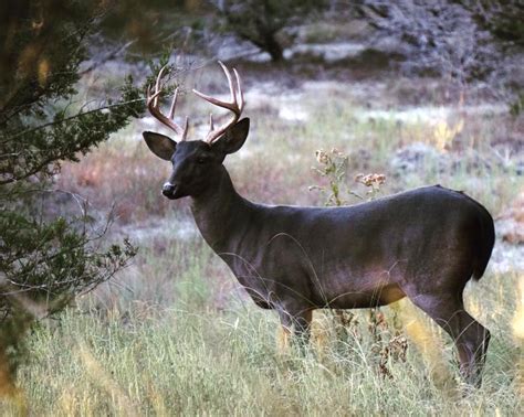 Can a White Tail Deer Be Melanistic? - Shoot Big Bucks