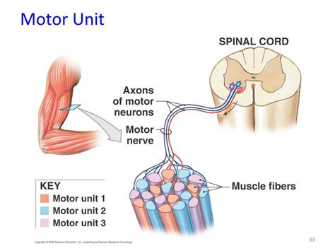 PPT - Muscle Tissue PowerPoint Presentation, free download - ID:2390255