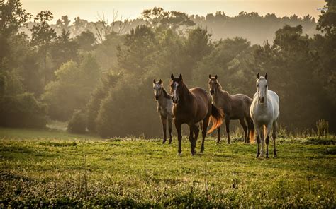 Horse Background Hd