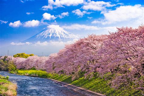 13 Things You Didn’t Know About Cherry Blossoms - MyStart