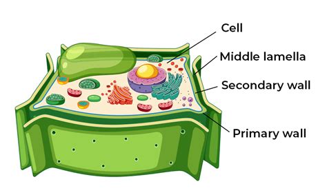 Cell Wall - Definition, Structure, Functions and Cell Wall Layers