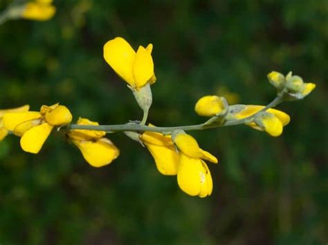 Wild Indigo Herb Uses, Side Effects and Benefits