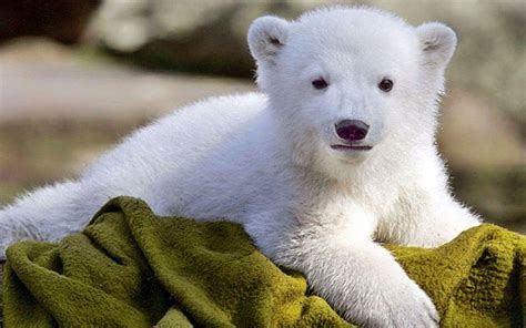 Baby Polar Bear Wallpapers - Wallpaper Cave