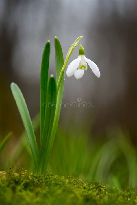 Snowdrop spring flowers stock photo. Image of bloom - 113613734