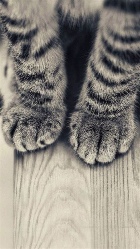 Cat Paw Wallpapers Hd - Android Cat Wallpaper Hd (#402549) - HD Wallpaper & Backgrounds Download