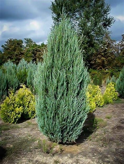 Moonglow Juniper | Juniper shrub, Garden landscaping, Garden shrubs