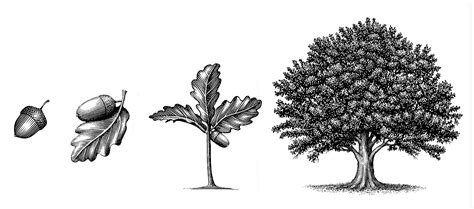 Oak Tree Growth Stages Illustrated by Steven Noble in a scratchboard ...