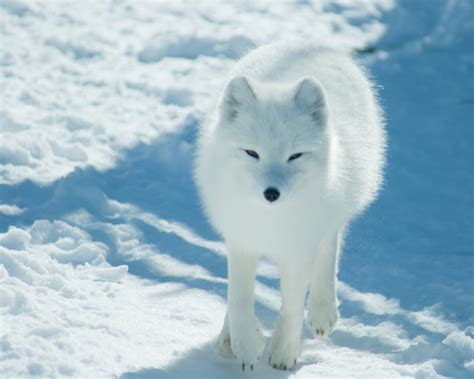 what do arctic foxes like How do arctic foxes hunt in the snow?