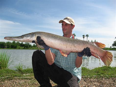 How To Fish For Alligator Gar - Unique Fish Photo