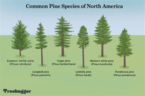 13 Most Common North American Pine Species