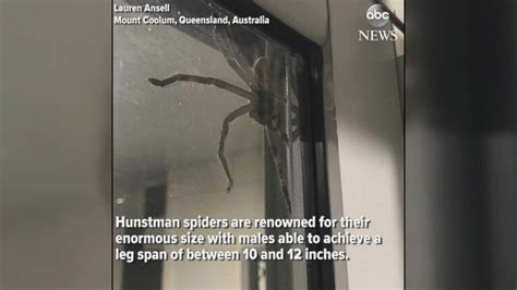 Hauntingly huge spider spotted in Australia Video - ABC News