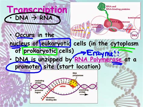 EC Honors Biology: Transcription