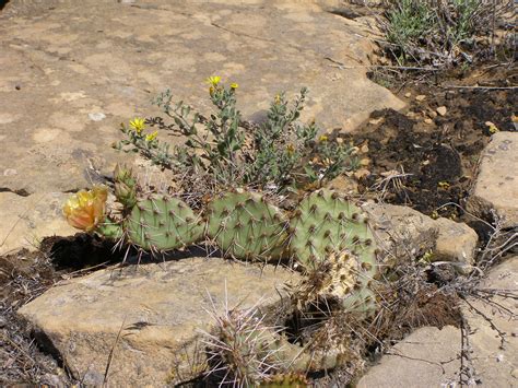 Prickly Pear - Colorado National Monument (U.S. National Park Service)