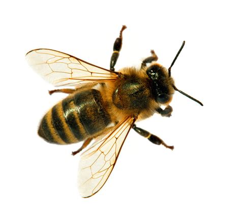 Africanized Bee | Pest Library | Burns Pest Elimination