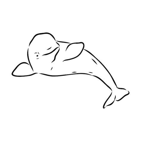 Beluga Whale Drawing