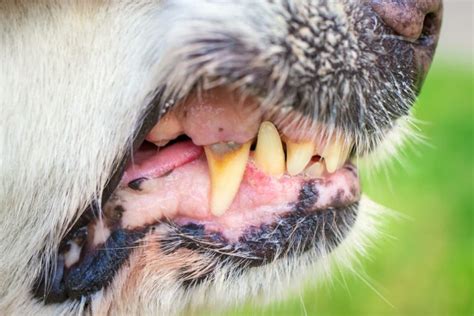 Rotten Dog Teeth: Causes, Signs, and What to Do | Great Pet Care