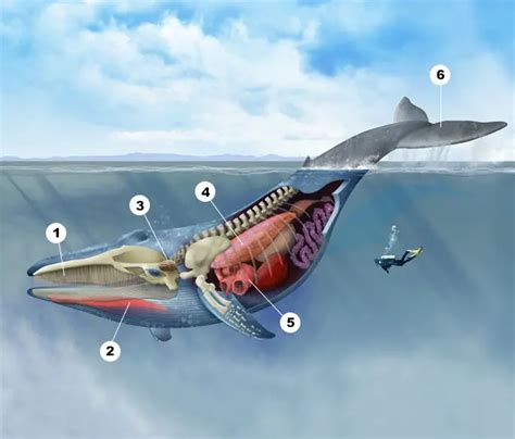 The record-setting anatomy of the blue whale: a look inside the largest animal in the world ...