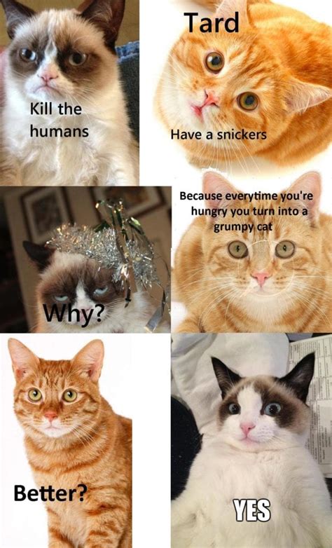 100 Dank Cat Memes Ever That Will Make You Rock n Roll