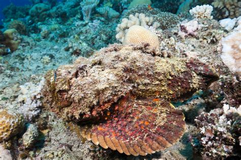 Reef Stonefish - Stock Image - C031/9355 - Science Photo Library