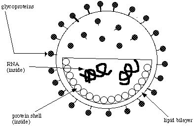 Biology Hypertextbook