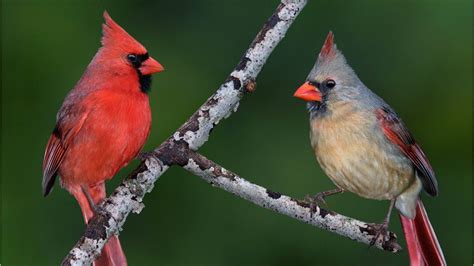 Pennsylvania man captures photo of rare half-male, half-female cardinal – Boston 25 News