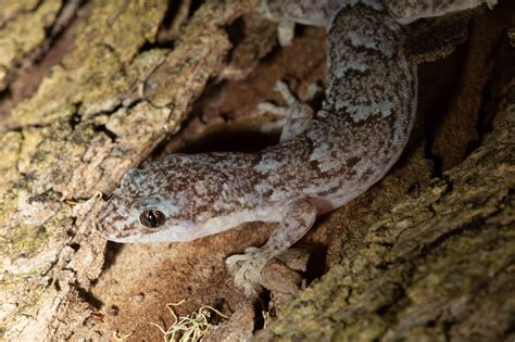 Marbled Gecko • ReWild Perth