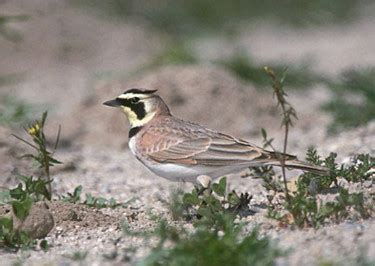 Horned Lark - Photos, facts, and identification tips