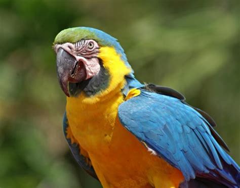 Macaw photo : Biological Science Picture Directory – Pulpbits.net