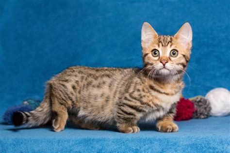 Munchkin Bengal Cat Mix: Breed Info, Care Guide, Pictures & Traits - Catster