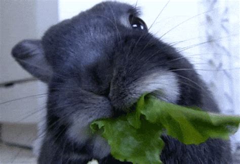 Loop Munching GIF - Find & Share on GIPHY