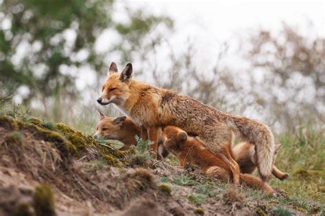 Red fox family stock photo. Image of spring, wildlife - 25817740