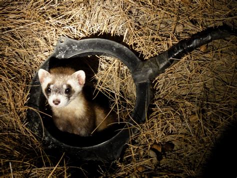 Rare Black-Footed Ferret Babies – National Geographic Society Newsroom