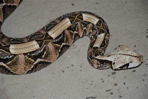 Gaboon Viper, A Deadly Snake with the largest Fangs of all Snakes!